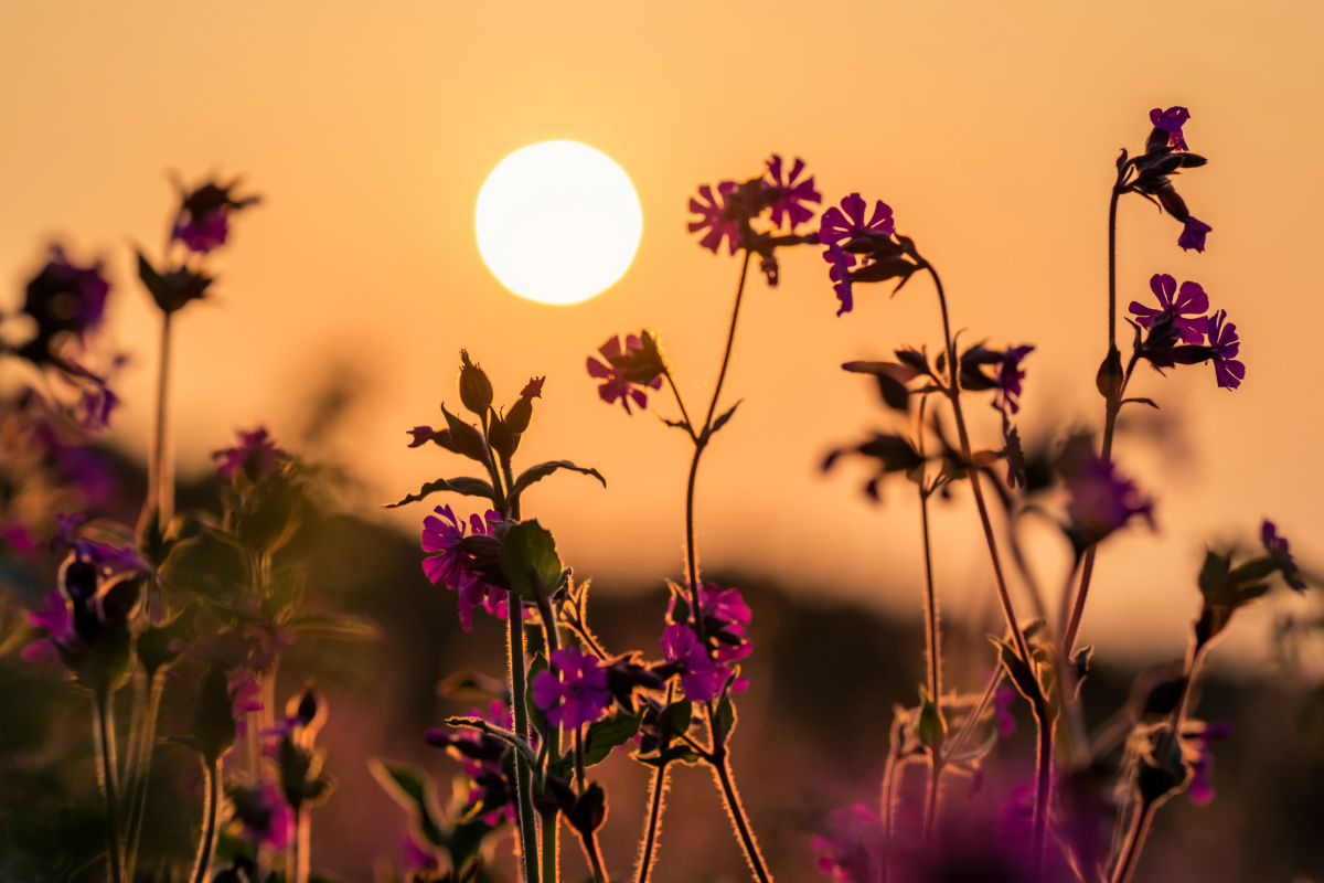 summer soltice in a meadow