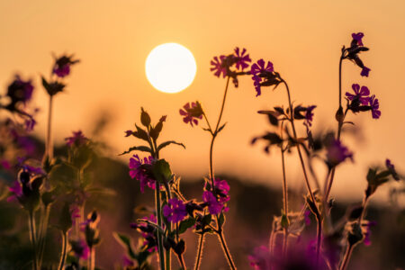 summer soltice in a meadow